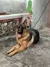 皇家狗粮 成犬狗粮 犬粮 宠物大型犬 GR26全价犬粮≥15月15KG 实拍图