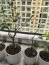 行湘绿宝石海棠盆栽盆景庭院绿植  绿宝石地径约2cm 不含盆 源头直发 实拍图