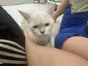 pidan猫砂 豆腐猫砂2.4kg*4包强力吸臭纯猫砂 可冲厕所非膨润土砂 实拍图