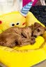 萌宠之星宠物0乳糖羊奶粉400g幼犬奶粉猫咪羊奶粉狗狗奶粉犬猫通用 实拍图