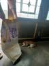 喵梵思流浪猫猫粮营养鸡肉通用全阶段宠物猫主粮爱心救助猫粮5kg 【海辰款】流浪猫猫粮10斤装 2个月及以上 实拍图
