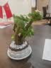 花翁室内客厅多肉绿植物花卉盆栽玉锦金钱木老桩（白莲花盆）源头直发 实拍图