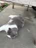 网易严选冻干桶鸡肉宠物零食100%鲜肉蛋黄五拼猫狗通用 呵护肠胃 500g*2 实拍图