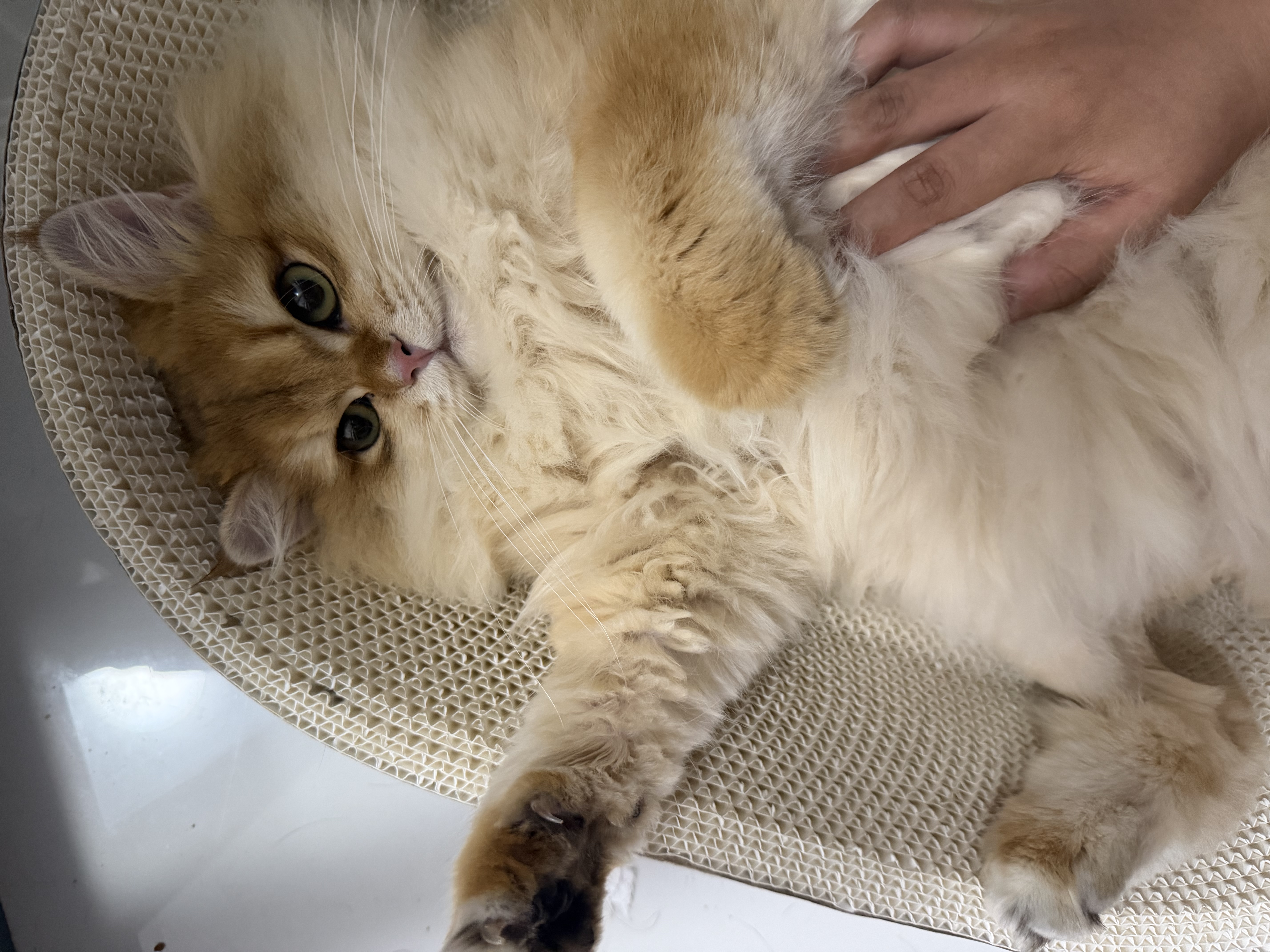 皇家猫粮 幼猫猫粮 幼猫奶糕 K36 通用粮 4-12月 2KG 实拍图