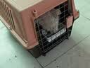 疯狂的主人猫砂盆半封闭式防外溅除臭隔味带猫砂铲猫厕猫屎盆猫沙盆幼猫成猫 实拍图