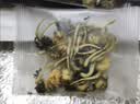 贡小主金银花菊花蒲公英茶包花草茶清凉茶熬夜排护毒肝去火茶养生茶90g 实拍图