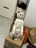 喵梵思猫主粮全价猫粮全期全种通用幼猫成猫营养宠物猫粮猫主粮 汉欧量贩大包装10斤 2个月及以上 实拍图