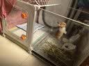 蔻丝全景兔笼子家用大空间带厕所荷兰猪豚鼠侏儒兔少越狱京东自营 实拍图