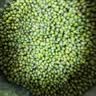 东北精选新薄皮新鲜豆绿豆2-5斤易煮易出沙发芽农家新绿豆汤解暑 精选绿豆 500g*1袋 净重 实拍图