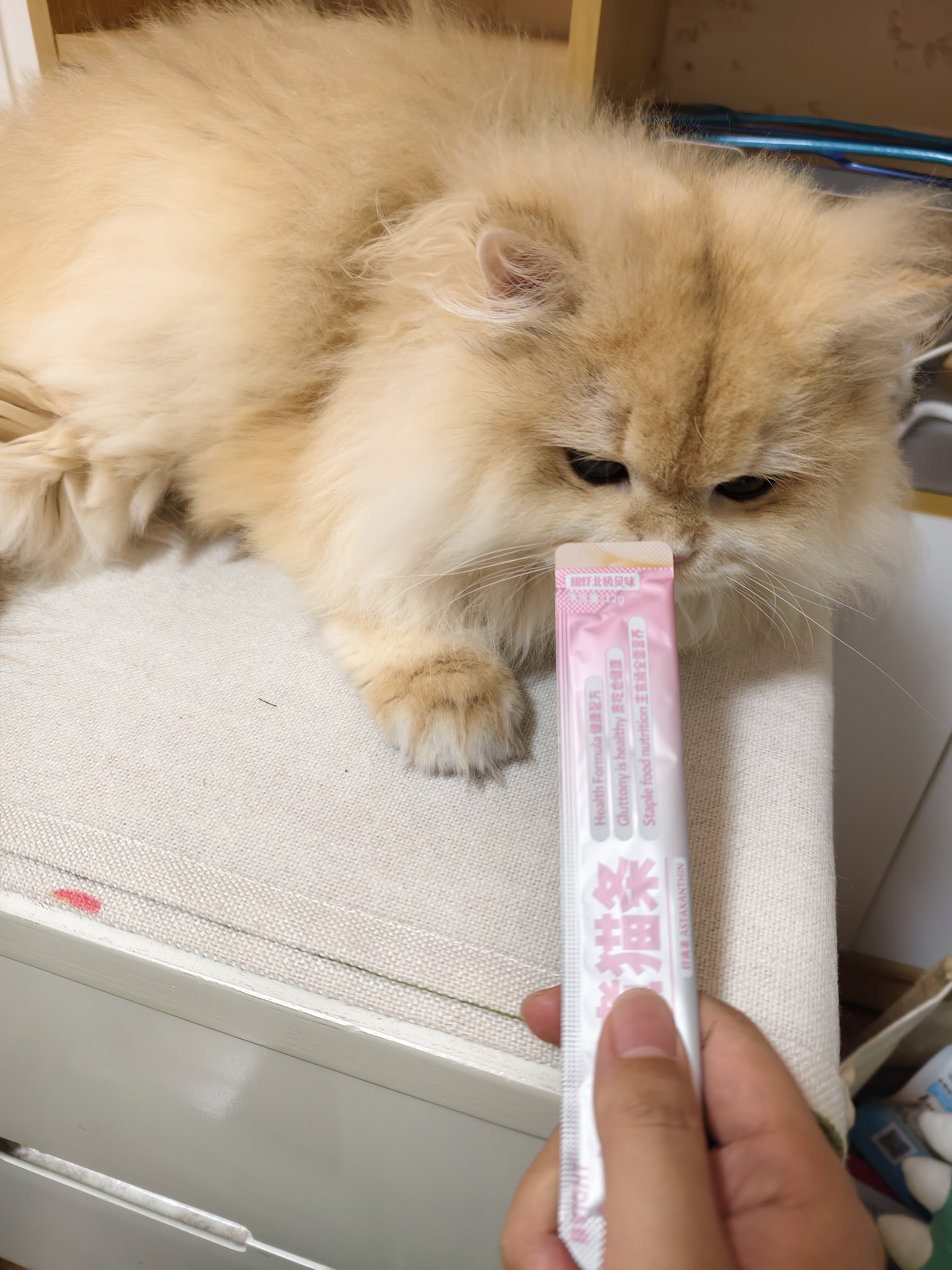 布兰德全价鲜煮主食猫条罐头湿粮幼猫成猫增肥猫条 甜虾北极贝32支装 实拍图