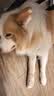冠能狗粮大中型犬成犬狗粮2.5kg 全价狗粮 稳固免疫  实拍图