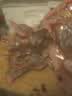 德州扒鸡山东特产熟食零食休闲食品独立包装五香味德州扒鸡大鸡腿65g*14 实拍图