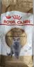 皇家猫粮 英短成猫粮 BS34 通用粮 12月以上 2KG 实拍图