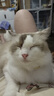 甜浪海猫碗陶瓷猫粮碗狗碗猫食盆猫咪喝水碗高脚斜口防打翻护颈喂食碗 实拍图