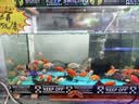 阔庭（KUOTING）鱼缸水族箱客厅桌面生态透明造景家用带灯懒人制氧过滤金鱼缸黑色 实拍图