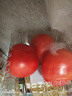 西红柿约550g 实拍图
