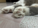pidan混合猫砂 豆腐膨润土混合经典款2.4kg*6 整箱装可冲厕所 实拍图