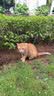 珍鱼堡 猫粮10斤幼猫成猫全价蓝猫流浪猫橘猫全阶段通用型高蛋白 实拍图