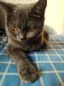 皇家猫粮 室内老年猫粮 S27 通用粮 7岁以上 3.5KG 实拍图