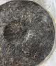 大益TAETEA茶叶普洱茶饼茶 禧福满堂生茶礼盒357g送长辈送礼中秋礼品 实拍图