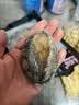 海文铭蒜蓉粉丝鲍鱼230g/6粒鲜活冷冻特大带壳加热即食 实拍图