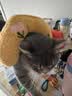 HELLOJOY猫咪专用小枕头宠物狗狗夏天u型枕头睡觉垫子猫毛毯保暖宠物用品 实拍图