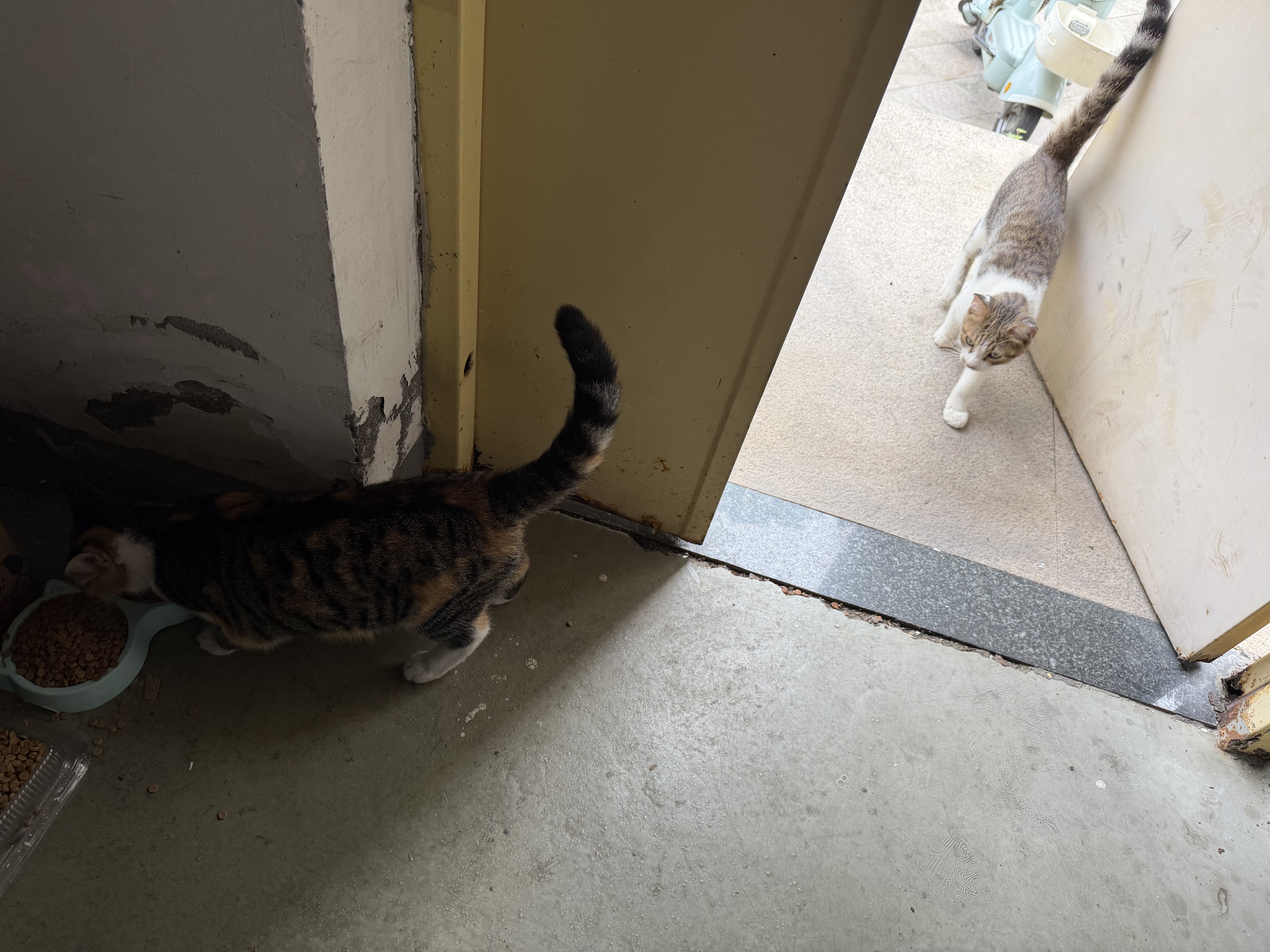 凯锐思天然猫粮成猫粮 鱼肉海洋鱼深海鱼天然粮 成猫20斤【囤货装】 实拍图