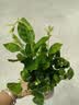 茉莉花苗盆栽带花苞九里香老桩驱蚊花卉植物室内浓香四季开花好养 小份茉莉花【2-3颗】一点苞   不含盆 实拍图