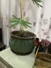 爵遇良品花盆家用大号透气紫砂大花盆特大号种树盆发财树特大号花盆陶瓷 聚宝盆 翠绿色 特大号 图示 实拍图
