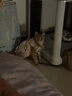 派乐特猫咪绝育服母猫手术衣服透气戒奶服断奶服公猫防舔术后宠物猫猫M 实拍图