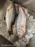 鲜活冲浪河鲈鱼400-500g/条 实拍图