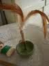 憨憨乐园猫薄荷玩具木天蓼羽毛逗猫棒猫玩具猫咪玩具小猫幼猫自嗨解闷磨牙 实拍图