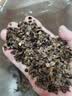 王小家英散装荞麦壳 散装荞麦皮 甜荞麦枕头枕芯填充物苦荞麦高温水洗熟壳 实拍图
