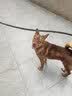 憨憨乐园伊丽莎白圈耻辱圈狗狗猫项圈猫咪头套宠物脖套大型犬防咬圈用品1 实拍图