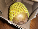 佳沛（zespri）新西兰阳光金果4粒装单果约103-114g 猕猴桃新鲜水果源头直发 实拍图