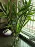 花翁带根富贵竹水培植物客厅招财旺宅花卉绿植盆栽竹子文昌竹源头直发 实拍图