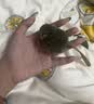 憨憨乐园猫玩具吱吱鼠猫咪自嗨解闷神器逗猫幼猫小猫玩具逗猫棒老鼠玩具 实拍图