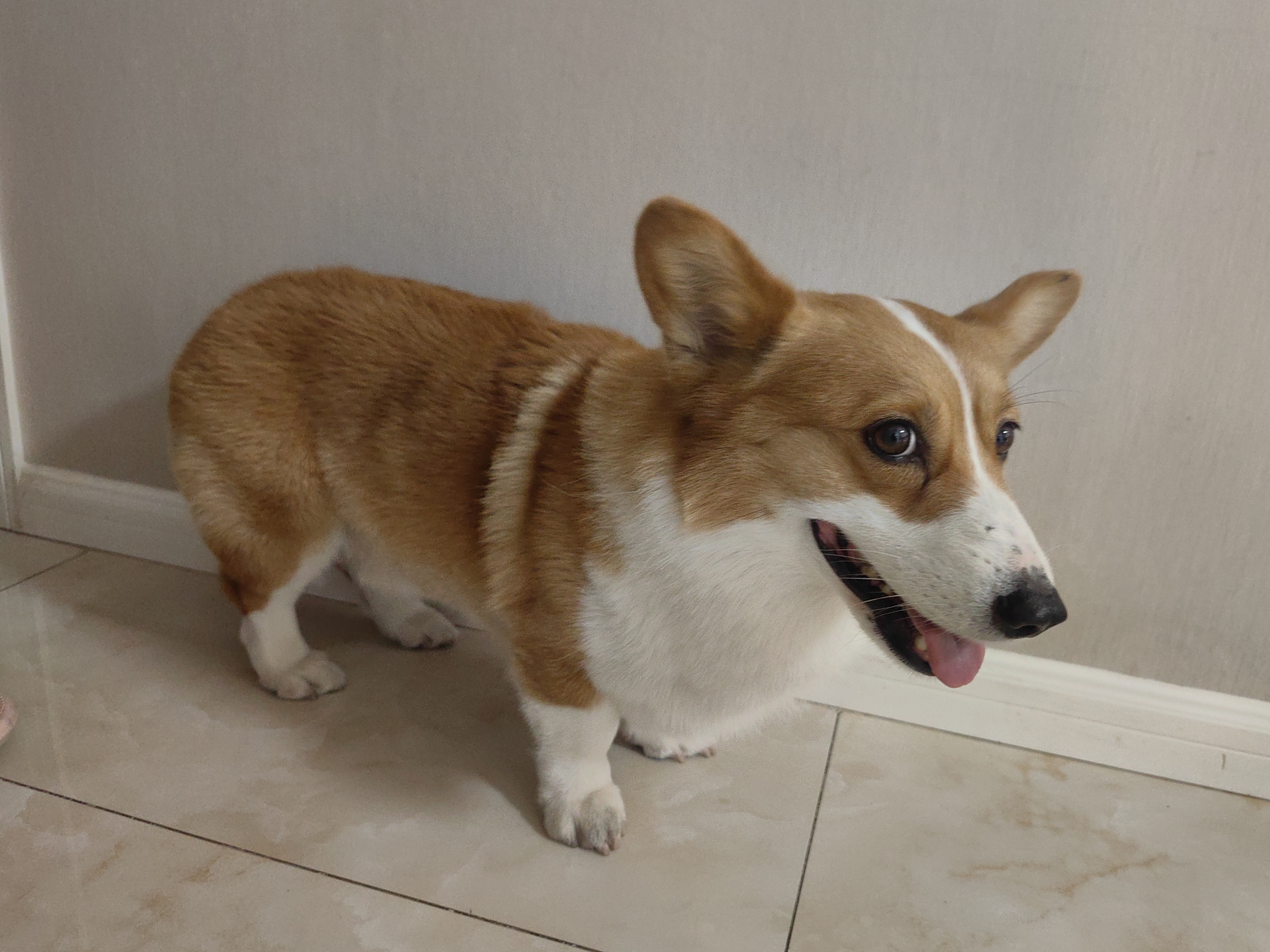 疯狂小狗中大型犬狗粮成幼犬1kg宠物金毛彩虹魔方鸭肉&三文鱼犬粮1kg 实拍图