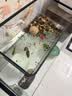 阔庭（KUOTING）鱼缸懒人鱼缸家用客厅办公室金鱼缸过滤鱼缸黑色款【大号】 实拍图