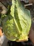 京鲜生山东新鲜包菜绿甘蓝 净重4.5斤 卷心菜甘蓝新鲜蔬菜 源头直发 实拍图