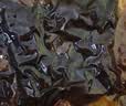 江志忠牛肉干休闲零食小吃四川特产牛肉熟食肉脯麻辣味85g 实拍图