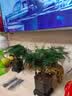 佰花锦文竹桌面盆栽新中式绿植办公室客厅盆景茶台卧室好养绿植花卉植物 【送方底座】文竹+pvc舍得盆+黑沙石铺面 20-30cm 实拍图
