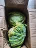 山东新鲜甘蓝包菜卷心菜圆白菜新鲜嫩绿莲花白现摘现发早餐减脂 新鲜包菜 4.6斤净重 人工挑拣 实拍图
