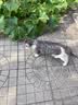 凯锐思猫粮银爪P28高蛋白全价猫粮亲和肠胃鲜肉冻干双拼成猫粮 【肠道养护】经典鱼肉味 20斤（送20支猫条） 实拍图