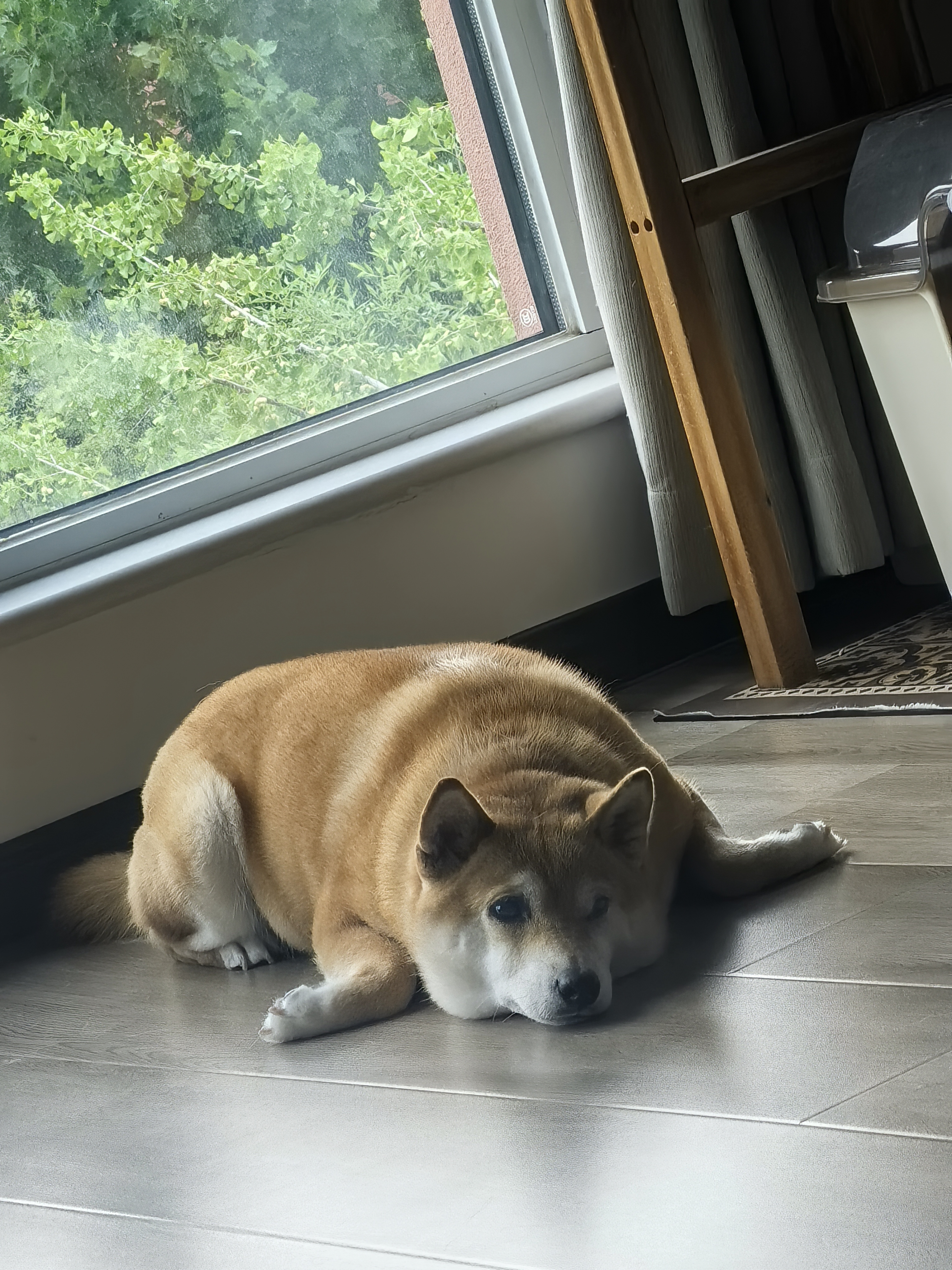 普安特宠物猫咪耳螨狗狗滴耳液耳炎真菌滴耳药耳臭瘙痒化脓红肿尔滴克 实拍图