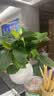 花翁金钻盆栽绿植物大盆绿萝除室内甲醛花卉水培办公净化空气源头直发 实拍图