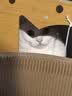 皇家猫粮 幼猫猫粮 幼猫专用 K36 通用粮 4-12月 400g 实拍图