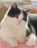 喵梵思 脆块儿全价主食冻干持续锁鲜成猫幼猫冻干粮物理磨牙200g/160g 羊奶鸡肉200g*1包 实拍图