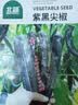 北蔬 尖椒辣椒种子苗紫黑色香辣中早熟四季盆栽菜籽 紫黑尖椒种子15粒 实拍图