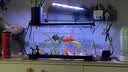 森森鱼缸增氧泵水族箱氧气泵LQE-50家用小型充氧泵3W单孔+全套配件 实拍图